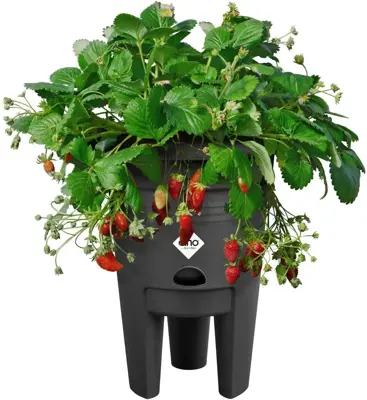 Elho Green Basics aardbeien pot 33cm living black - afbeelding 2