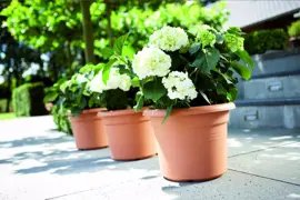 Elho green basics cilinder bloempot 40 cm mild terra - afbeelding 2