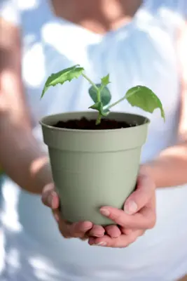 Elho Green Basics kweekpot 11cm steengroen - afbeelding 3