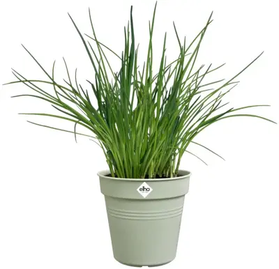 Elho Green Basics kweekpot 11cm steengroen - afbeelding 2