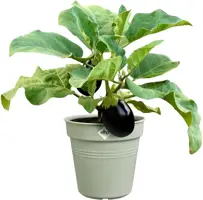 Elho Green Basics kweekpot 30cm steengroen - afbeelding 2