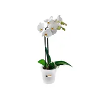 Elho green basics kweekpot orchidee 13 transparant - afbeelding 3
