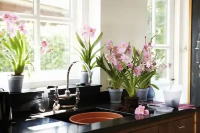 Elho green basics kweekpot orchidee 15 transparant - afbeelding 5