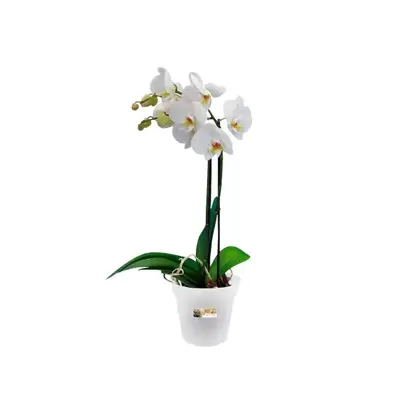 Elho green basics kweekpot orchidee 15 transparant - afbeelding 3