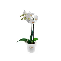 Elho green basics kweekpot orchidee 15 transparant - afbeelding 3