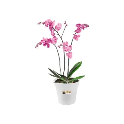 Elho Green Basics kweekpot orchidee 17 transparant - afbeelding 3