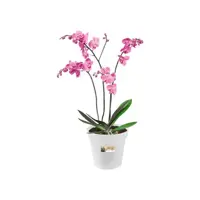 Elho Green Basics kweekpot orchidee 17 transparant - afbeelding 3