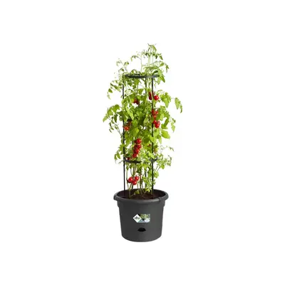 Elho green basics tomatenpot 33 cm living black - afbeelding 3