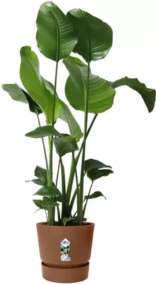 Elho Greenville bloempot 14 cm gemberbruin - afbeelding 7