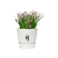 Elho Greenville bloempot 14 cm wit - afbeelding 4