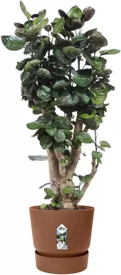 Elho Greenville bloempot 16 cm gemberbruin - afbeelding 8