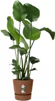 Elho Greenville bloempot 16 cm gemberbruin - afbeelding 6