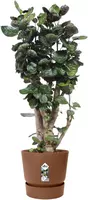 Elho Greenville bloempot 18 cm gemberbruin - afbeelding 9