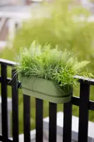 Elho greenville easy balcony 52 cm Bladgroen - afbeelding 7