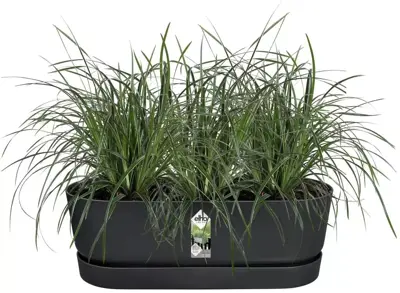 Elho greenville easy balcony 52 cm Living black - afbeelding 4