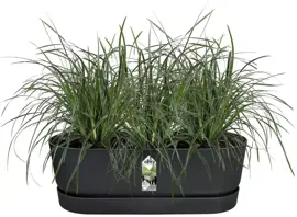 Elho greenville easy balcony 52 cm Living black - afbeelding 4