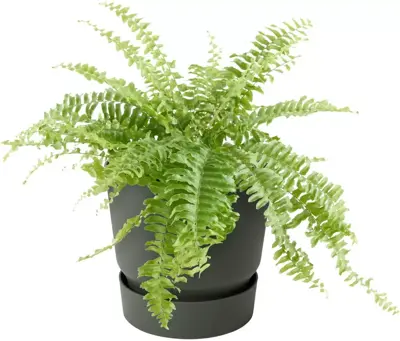 Elho greenville easy hanger single bladgroen - afbeelding 2