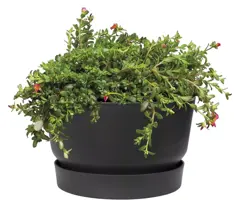 Elho Greenville schaal 33 cm living black - afbeelding 3