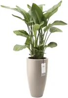 Elho June Round High 30 - Beige - Ø 30 x H 53 cm - Binnen en Buiten - 100% gerecycled - afbeelding 2