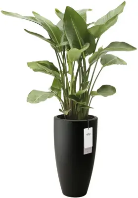 Elho June Round High 40 - Zwart - Ø 39 x H 70 cm - Binnen en Buiten - 100% gerecycled - afbeelding 2