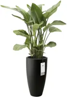 Elho June Round High 40 - Zwart - Ø 39 x H 70 cm - Binnen en Buiten - 100% gerecycled - afbeelding 2