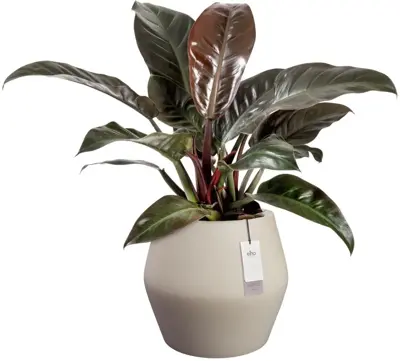 Elho June Split Low 46 - Beige - Ø 46 x H 42 cm - Binnen en Buiten - 100% gerecycled - afbeelding 2