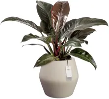 Elho June Split Low 46 - Beige - Ø 46 x H 42 cm - Binnen en Buiten - 100% gerecycled - afbeelding 2