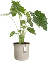 Elho June Tulip 47 - Beige - Ø 47 x H 43 cm - Binnen en Buiten - 100% gerecycled - afbeelding 2