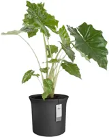 Elho June Tulip 47 - Zwart - Ø 47 x H 43 cm - Binnen en Buiten - 100% gerecycled - afbeelding 2