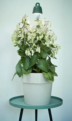 Elho Leaf light care blad groen - afbeelding 9