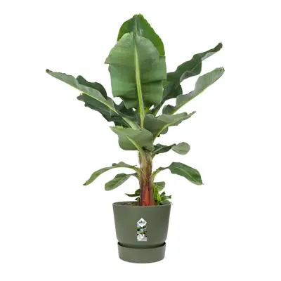 Elho pot Greenville 55cm bladgroen - afbeelding 3