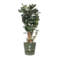 Elho pot Greenville 55cm bladgroen - afbeelding 4