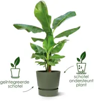 Elho pot Greenville 55cm bladgroen - afbeelding 7