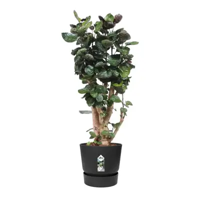 Elho pot Greenville 55cm living black - afbeelding 3