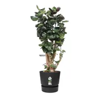 Elho pot Greenville 55cm living black - afbeelding 3