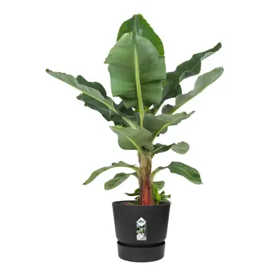 Elho pot Greenville 55cm living black - afbeelding 4