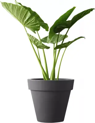 Elho pure bloempot rond 40 cm antraciet - afbeelding 2