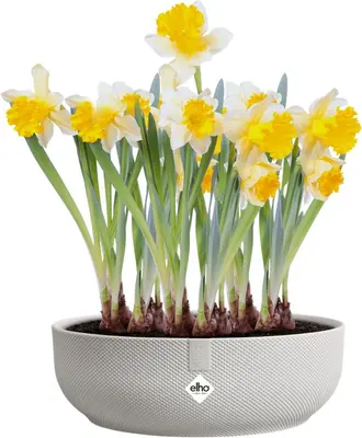 Elho Schaal Jazz Ø28cm Zijdewit - afbeelding 4