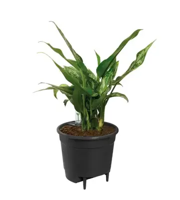 Elho Self-watering Insert Waterreservoir 17 cm living black - afbeelding 2