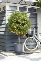 Elho universele schotel rond 48 cm antraciet - afbeelding 4