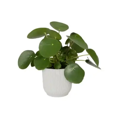 Elho Vibes Fold bloempot 14 cm zijdewit - afbeelding 5