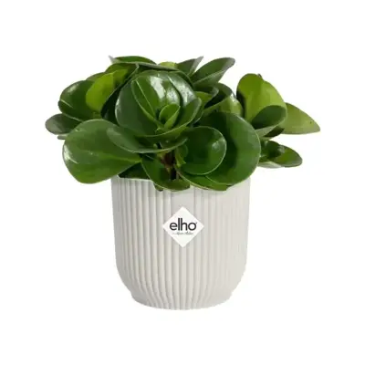 Elho vibes fold bloempot mini 11 cm Zijdewit - afbeelding 4