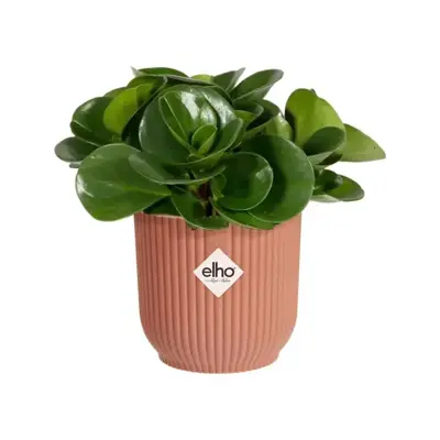 Elho vibes fold bloempot mini 7 cm delicaat roze - afbeelding 4