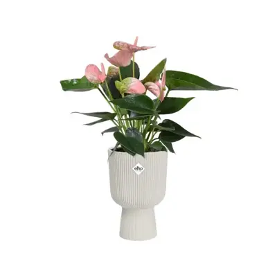 Elho vibes fold coupe bloempot 14 cm Zijdewit - afbeelding 4