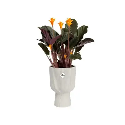 Elho vibes fold coupe bloempot 14 cm Zijdewit - afbeelding 5