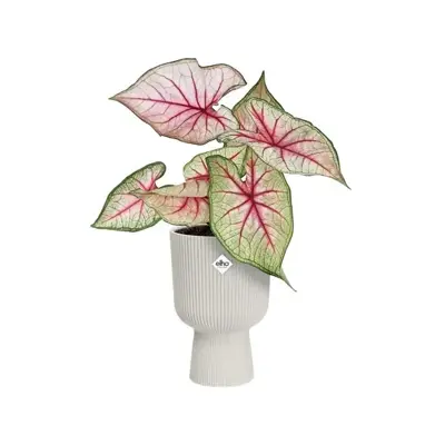 Elho vibes fold coupe bloempot 14 cm Zijdewit - afbeelding 6