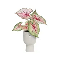 Elho vibes fold coupe bloempot 14 cm Zijdewit - afbeelding 6