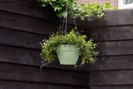 Elho Vibia Campana hangschaal 26cm pistachegroen - afbeelding 4