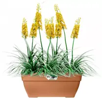 Elho Vibia Campana terrace plantenbak 80 cm terra - afbeelding 2