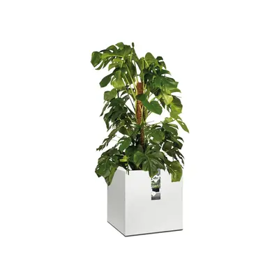 Elho vivo matt finish vierkant plantenbak met wielen 40 cm wit - afbeelding 5